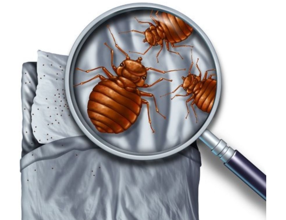 Punaise de lit : faire appel à un professionnel ou traiter soi-même ?